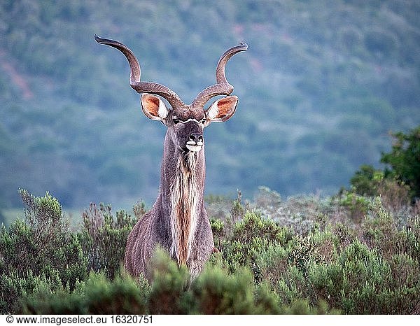 Großer Kudu (Tragelaphus strepsiceros) mit prächtigen Hörnern. Ostkap. Süd Afrika.