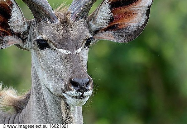 Großer Kudu (Tragelaphus strepsiceros. Westliche Ufer. iSimangaliso Wetland Park. KwaZulu Natal. Süd Afrika.