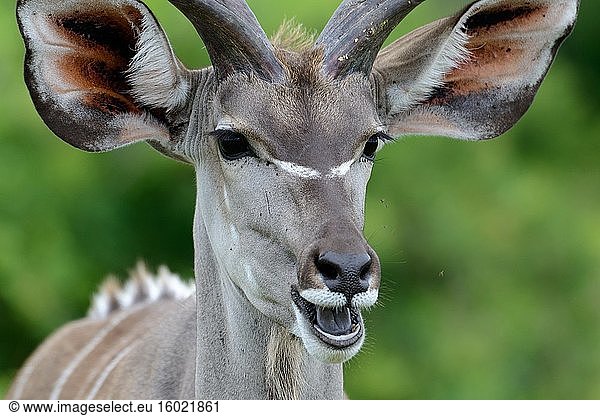 Großer Kudu (Tragelaphus strepsiceros. Westliche Ufer. iSimangaliso Wetland Park. KwaZulu Natal. Süd Afrika.