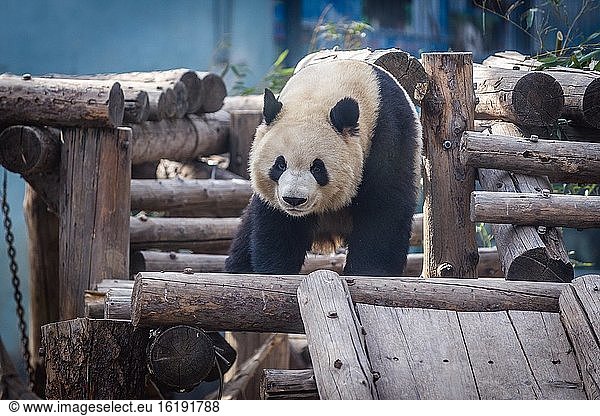Großer Pandabär in Peking  der Hauptstadt von China.