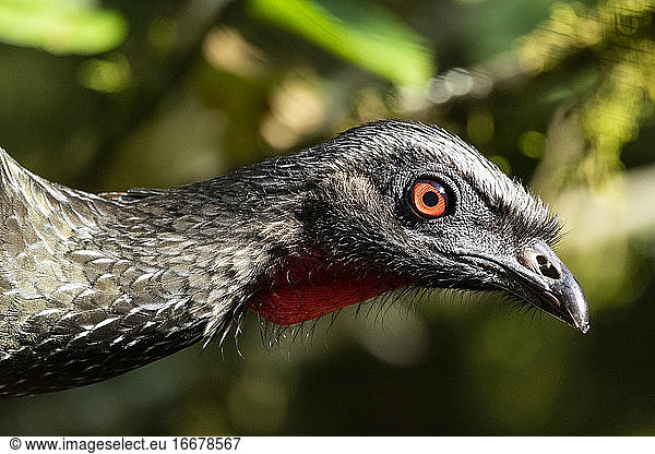 Großer schwarzer Vogel mit rotem Hals im Regenwald