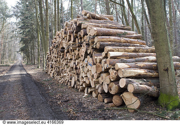 Großer Stapel von geschlagenem Holz  Sturmschäden in Deutschland  Holz  das durch Windschlag gefällt wurde  Hessen  Deutschland