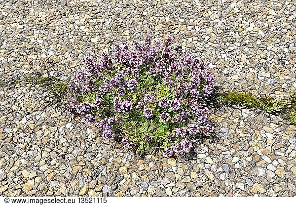 Großer Thymian (Thymus pulegioides)  wächst aus einem Riss in einer geteerten Straße  Deutschland  Europa