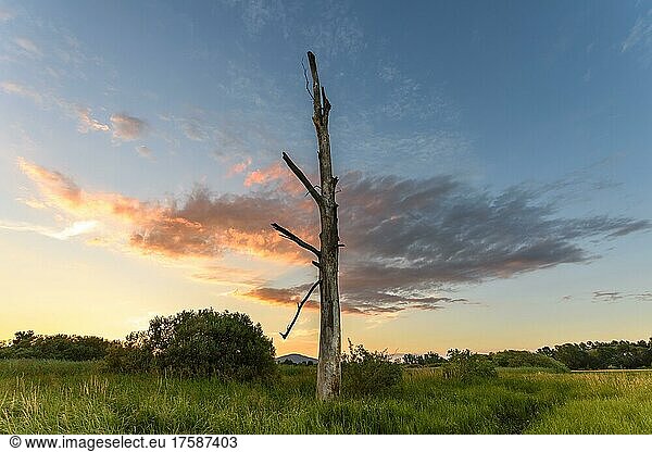 Großer toter Baum in einer sumpfigen Wiese in der Abenddämmerung Elsass Frankreich Europa