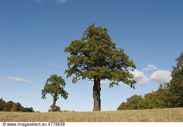 Großer und kleiner Baum  Stockholm  Schweden  Europa