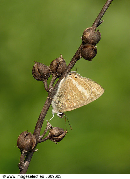 Großer Wanderbläuling oder Langschwanziger Bläuling (Lampides boeticus)  Schmetterling  auf Weißem Affodill (Asphodelus albus)  Stiel  Griechenland  Europa