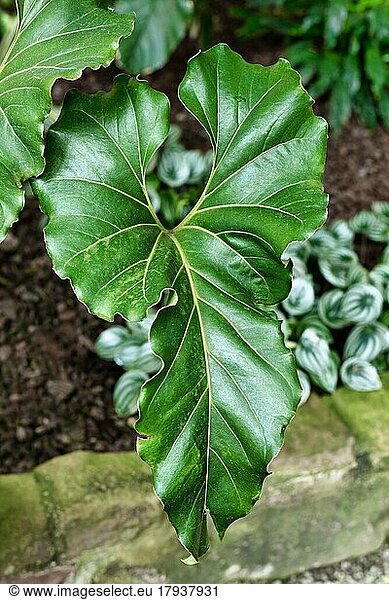 Großes gewelltes Blatt mit gekräuselten Rändern einer exotischen 'Anthurium Brownii'-Pflanze