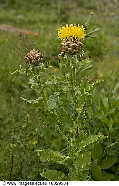 Großköpfige Flockenblume (Centaurea macrocephala)  Riesenflockenblume  Korbblütengewächse  Armenian Basketflower flowering  eastern side of Cam Pass (Cam Gecidi)  Anatolia  Turkey  July