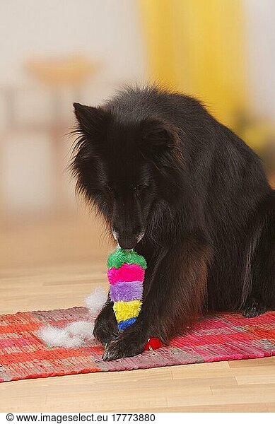 Groenendael zerfetzt Spielzeug  Belgischer Schäferhund  zerfetzen  zerfetzend  zerstören  zerstört