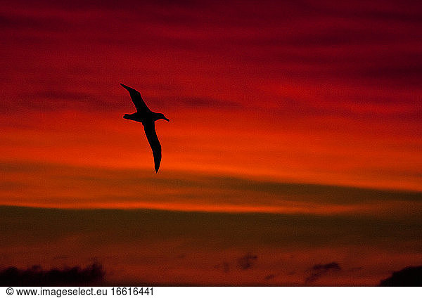 Grote Albatros vliegend in het avondlicht; Snowy (Wandering) Albatross flying in evening light