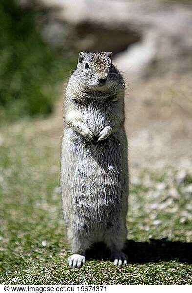 Groundhog standing upright.