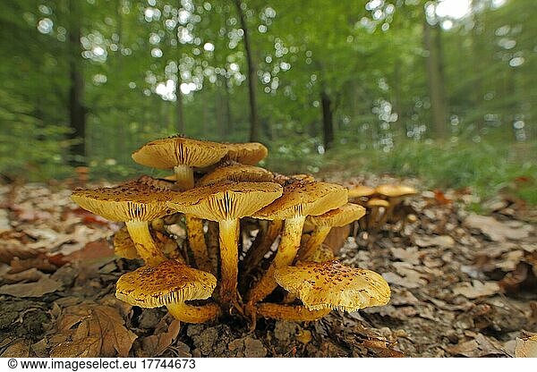 Group Goldfell-Schüppling (Pholiota aurivella) In the forest in Eppstein  Taunus  Hesse  Germany  Europe