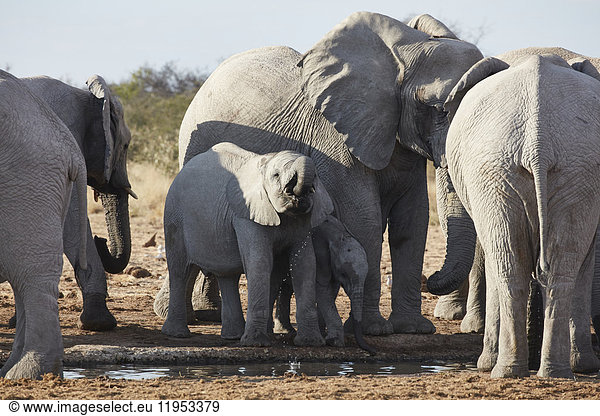 Group of African elephants  Loxodonta africana  standing at a watering hole in grassland.
