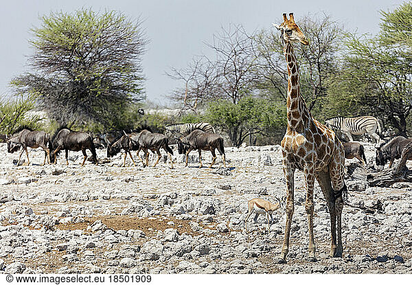 Group of animals at Etosha National Park  Namibia  Africa