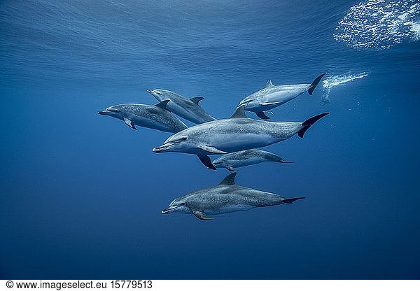 Group of Atlantic spotted dolphins (Stenella frontalis)  underwater view  Santa Cruz de Tenerife  Canary Islands  Spain