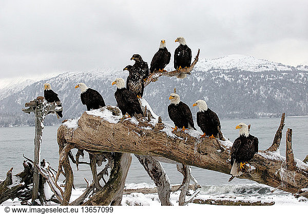 Group of Bald Eagles (Haliaeetus leucocephalus)  mature and immature  perched on driftwood. Homer  Cook Inlet  Kachemak Bay  Alaska.