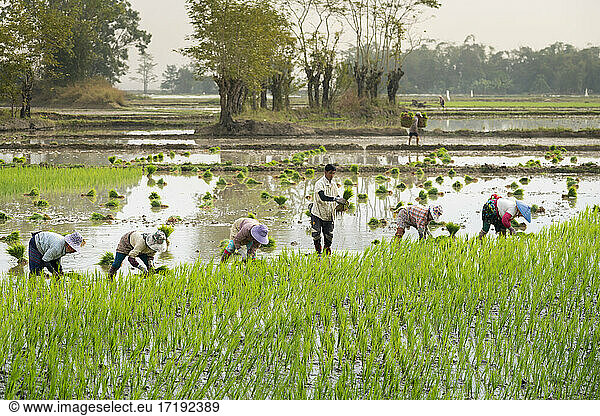 Group of farmers working on a rice field near Kengtung  Myanmar