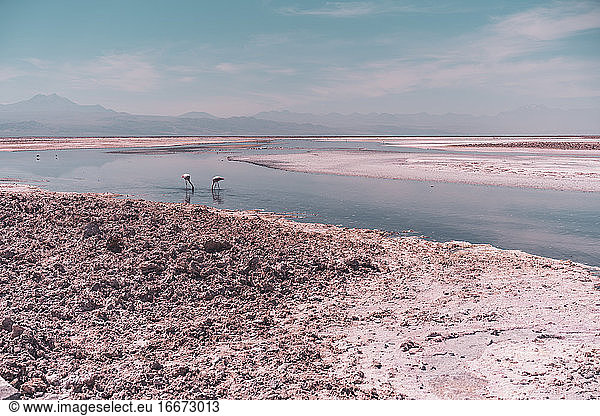 Group of flamingos in salt lake against volcanos in the background
