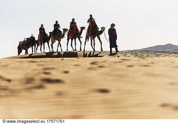 Group of friends on a camel caravan in the desert in Morocco.
