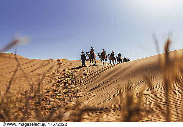 Group of friends on a camel caravan in the desert in Morocco.
