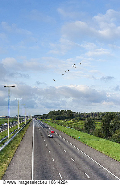 Group of geese flying over A4 highway near Starrevaart