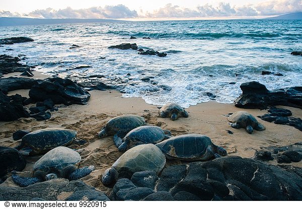 Group of green sea turtles on beach  Maui  Hawaii
