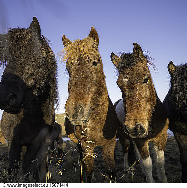 Group of horses posing for a portrait in a field  Iceland  Polar Regions