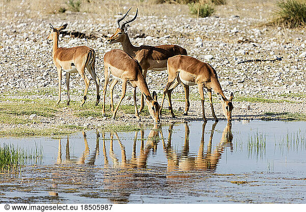 Group of Impala drinking water from waterhole at Etosha National Park  Namibia  Africa