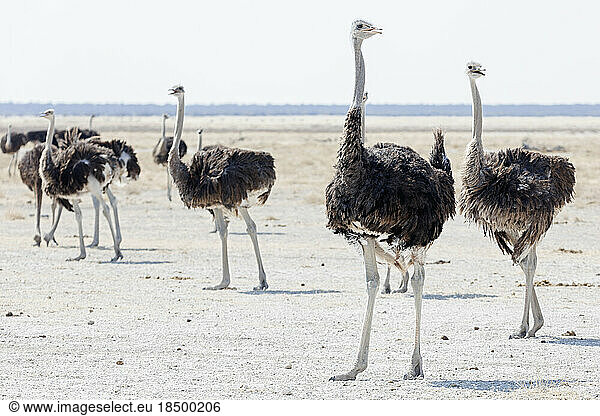 Group of Ostrich at Etosha National Park  Namibia  Africa