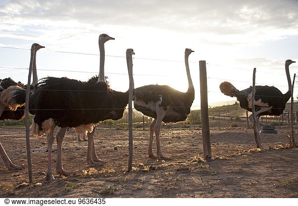Group of ostriches behind farm fence