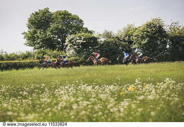 Group of riders on racehorses during a steeplechase. Low angle view.