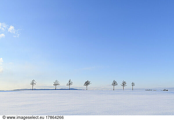 Group of trees in a snow field at Meruhen Hill