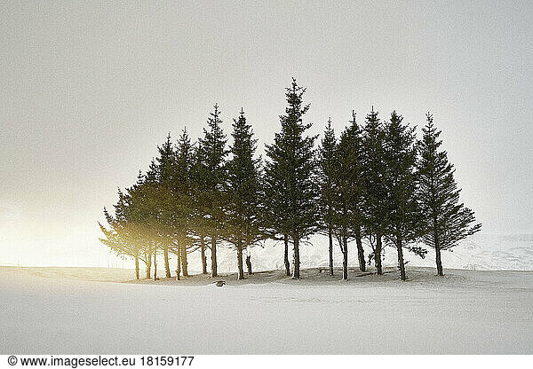 Group of trees in snowy countryside