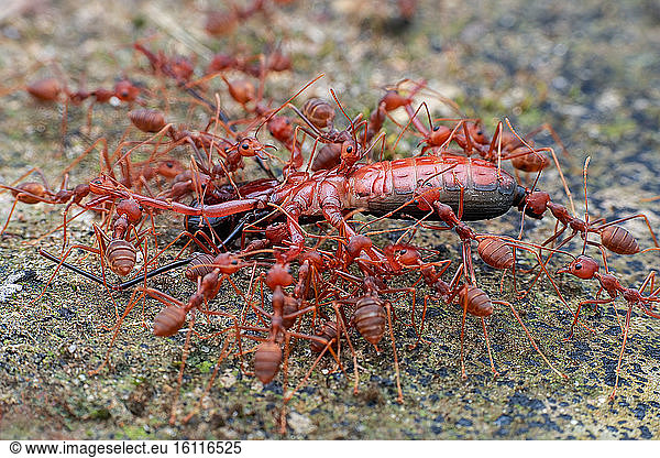 Group of weaver ants (Oecophylla smaragdina) carrying food.