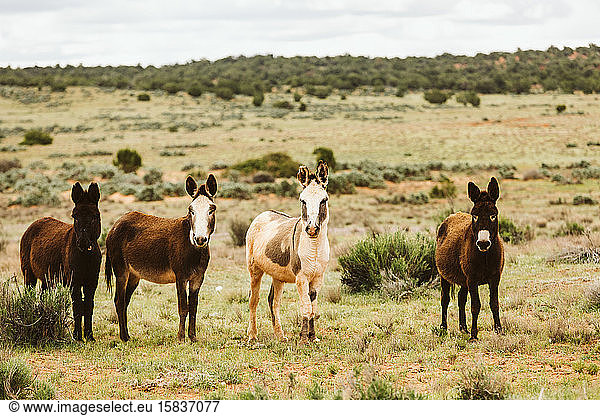 group of wild burros stare at camera on blm land of utah desert