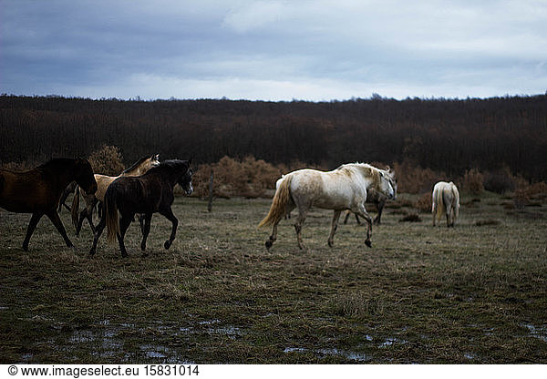 group of wild horses galloping through the bush