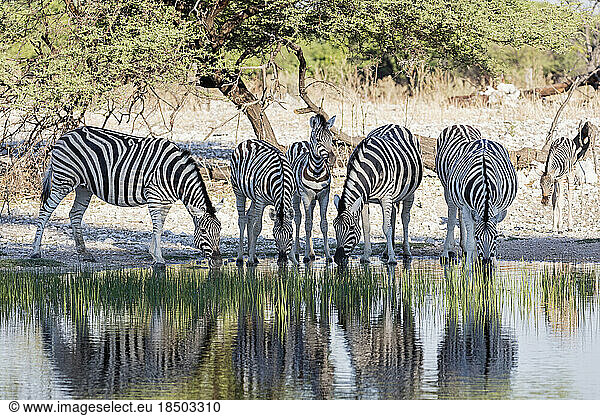 Group of zebra drinking at waterhole  Etosha National Park  Namibia  Africa