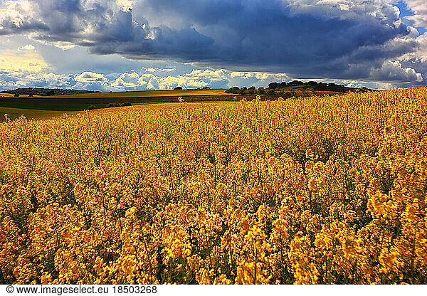 Growing rapeseed field in spring
