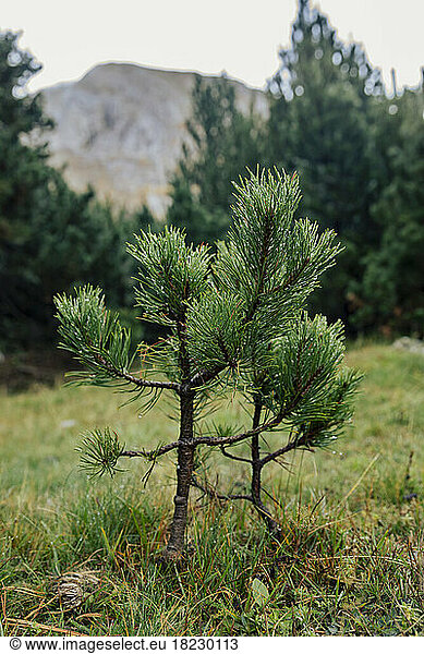 Growth of pine plant in front of trees