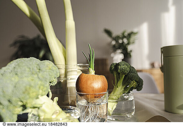 Growth of vegetables in glasses at home