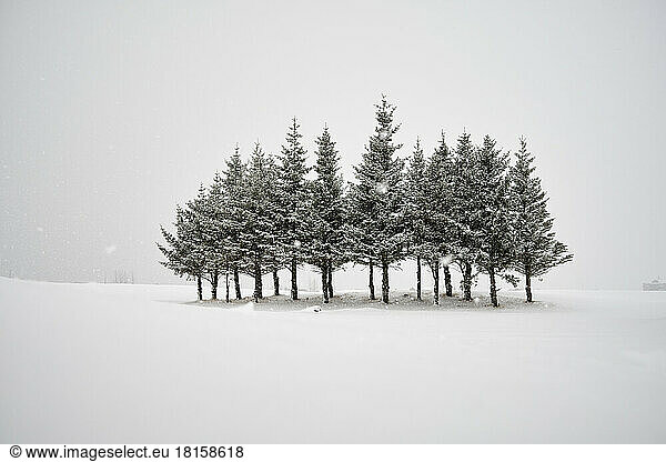 Gruppe verschneiter Bäume im Winterwald