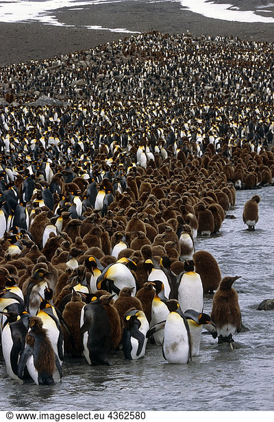 Gruppe von Bast Boys am Rand der großen König Pinguin-Kolonie im Stream Südgeorgien Insel antarktischen Sommer