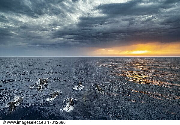 Gruppe von Delfinen bei Sonnenuntergang  Mittelmeer  Dodekanes  Griechenland  Europa