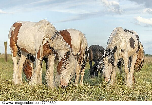 Gruppe von Irish Cob Ponys beim Fressen im Stall. Elsass  Frankreich  Europa