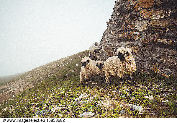 Gruppe von Langwollschafen in alpiner Umgebung