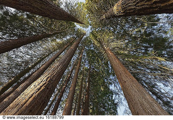 Gruppe von Riesen-Mammutbäumen (Sequoiadendron giganteum) bei Sonnenaufgang  Sequoiafarm Kaldenkirchen  Kreis Viersen  NRW  Deutschland  Europa