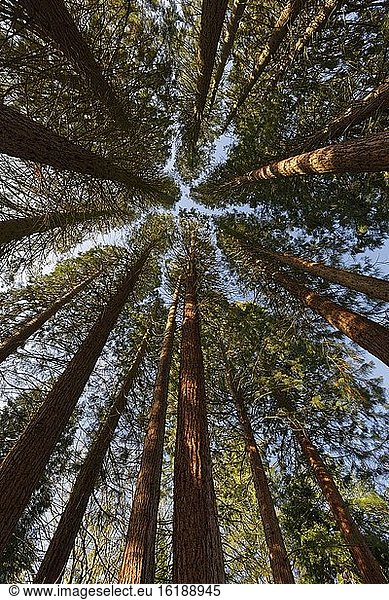 Gruppe von Riesen-Mammutbäumen (Sequoiadendron giganteum) bei Sonnenaufgang  Sequoiafarm Kaldenkirchen  Kreis Viersen  NRW  Deutschland  Europa