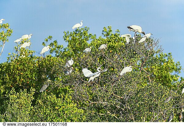 Gruppe von Silberreiher (Ardea alba) und Waldstorch (Mycteria Americana) auf einem Baum  Sanibel Island  J.N. Ding Darling National Wildlife Refuge  Florida  USA  Nordamerika