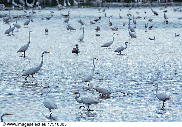Gruppe von Silberreihern (Ardea alba) auf Nahrungssuche in einem Teich  Sanibel Island  J.N. Ding Darling National Wildlife Refuge  Florida  Vereinigte Staaten von Amerika  Nordamerika