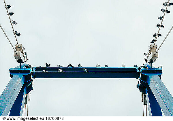Gruppe von Tauben  die auf einer blauen Metallstruktur sitzen  von unten betrachtet